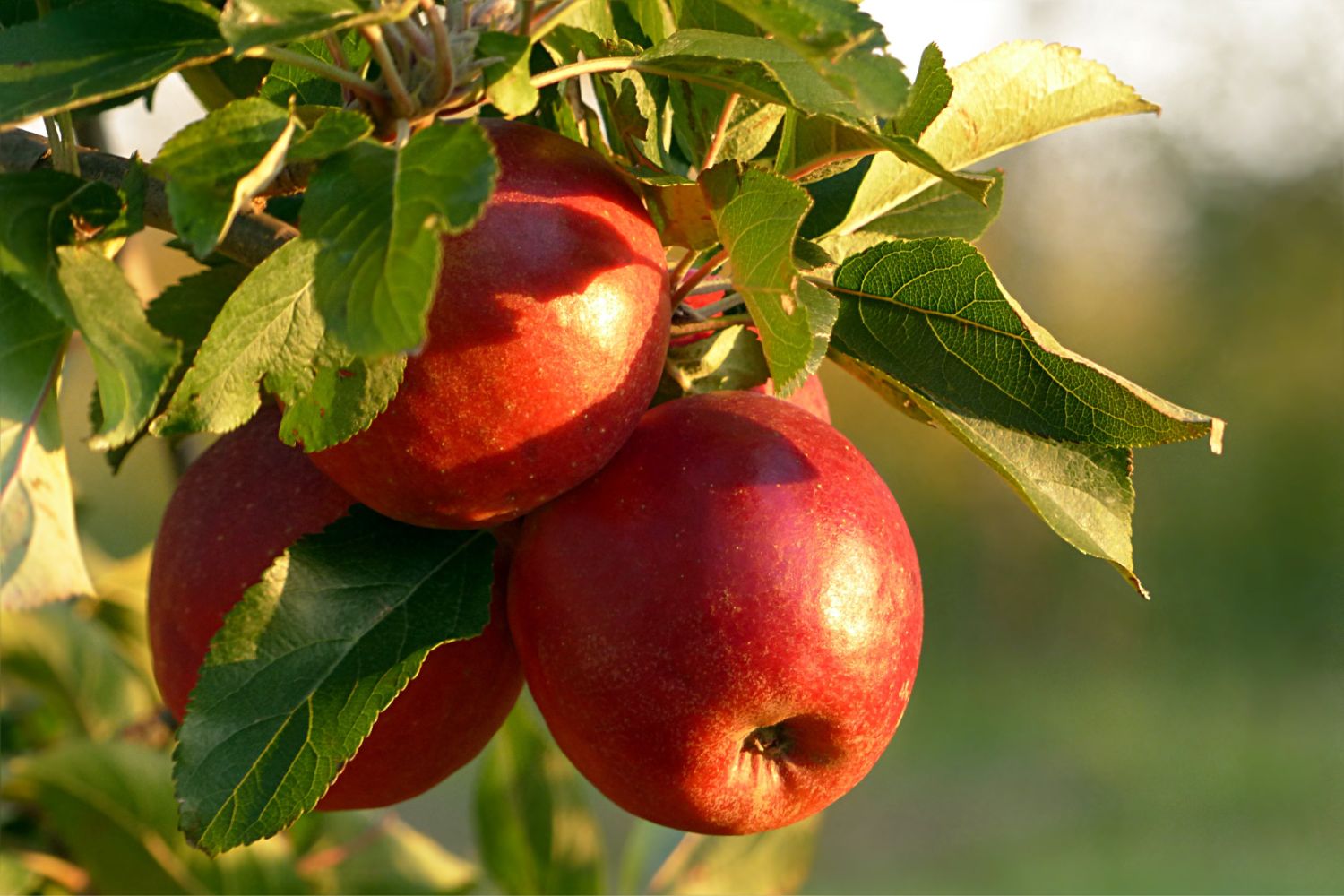 Wie viele Kalorien hat ein Apfel