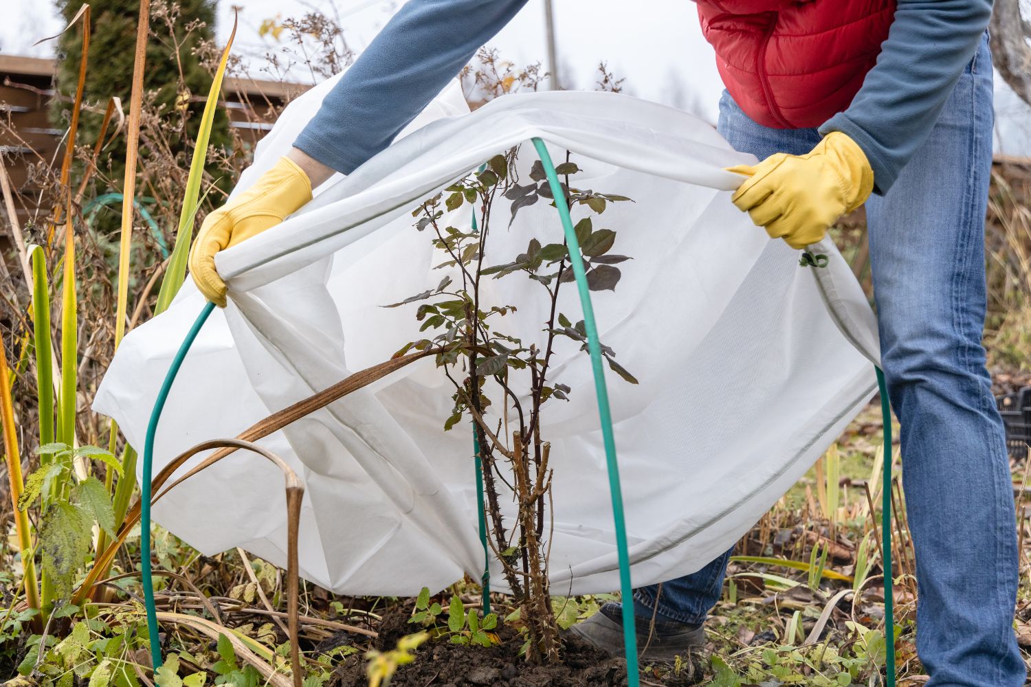 Winterschutz für Planzen