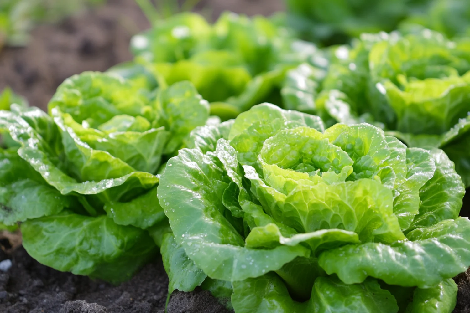 So bleibt Eisbergsalat länger frisch – Die besten Küchentricks