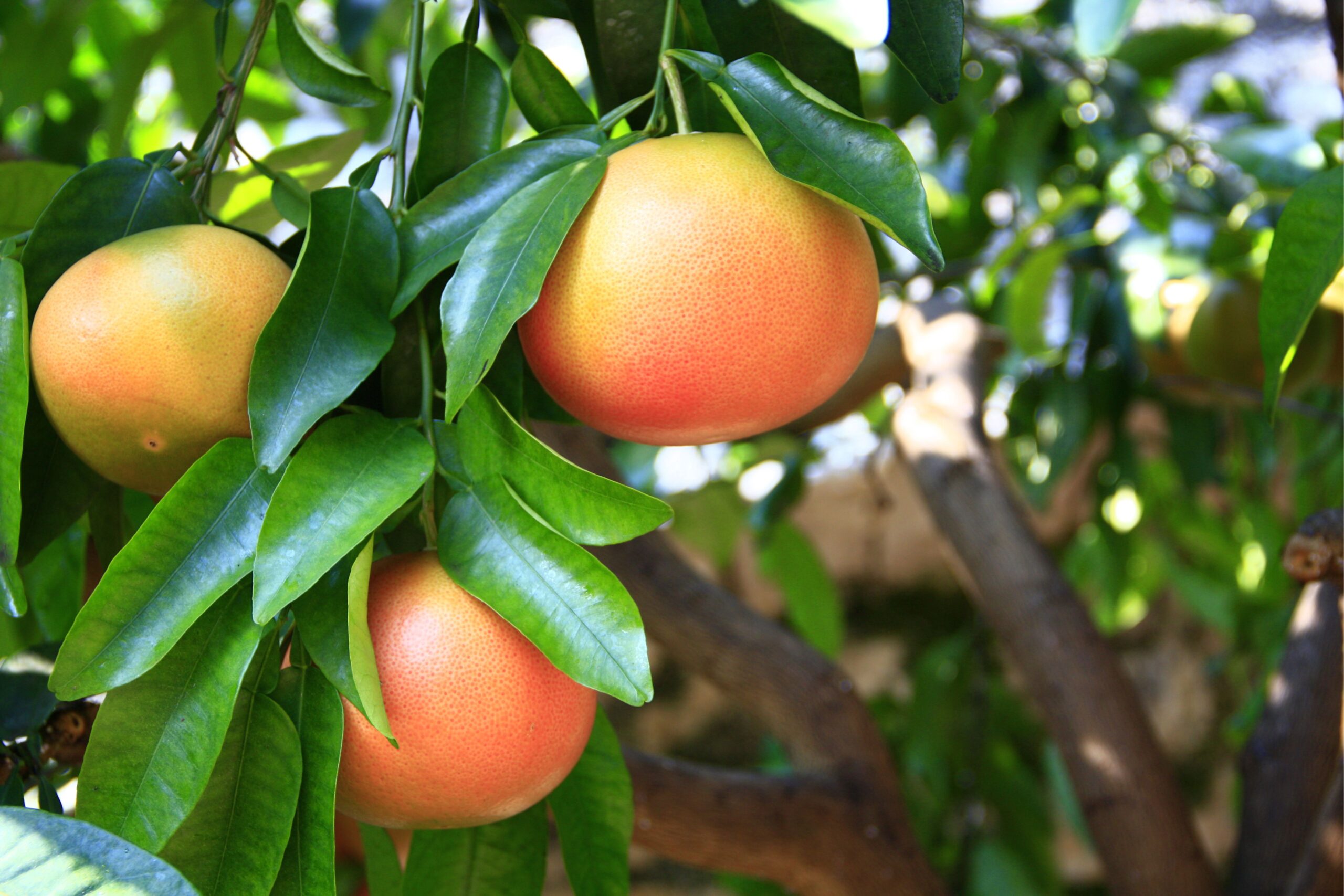 grapefruit