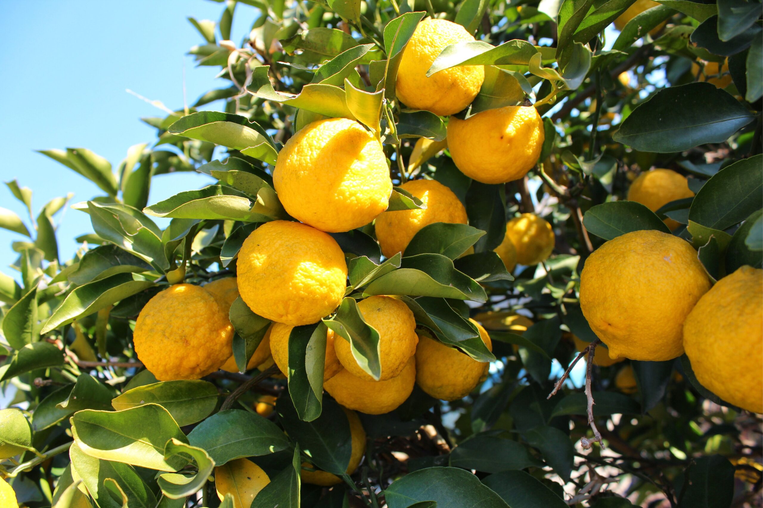 Yuzu Zitrone