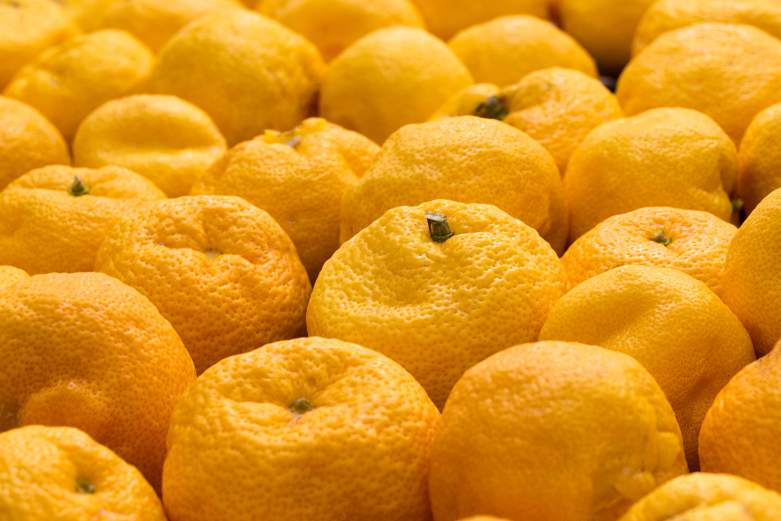 yuzu zitrone yuzu zitrone