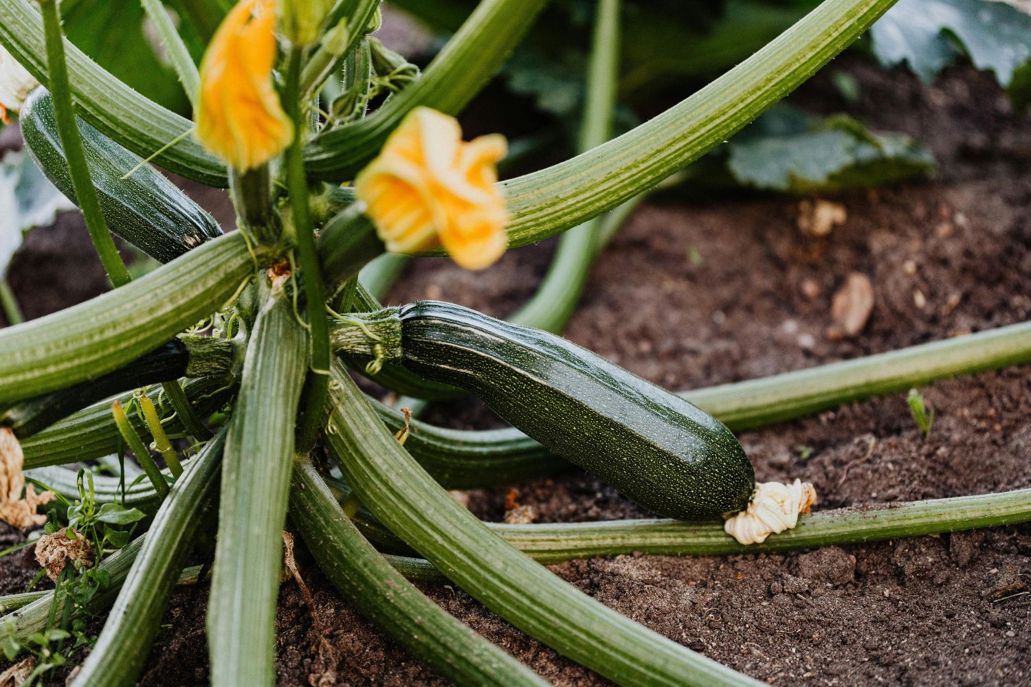 Zucchini Zucchini-Pflanze mit grüner Frucht und gelben Blüten, wächst in Erde im Garten.