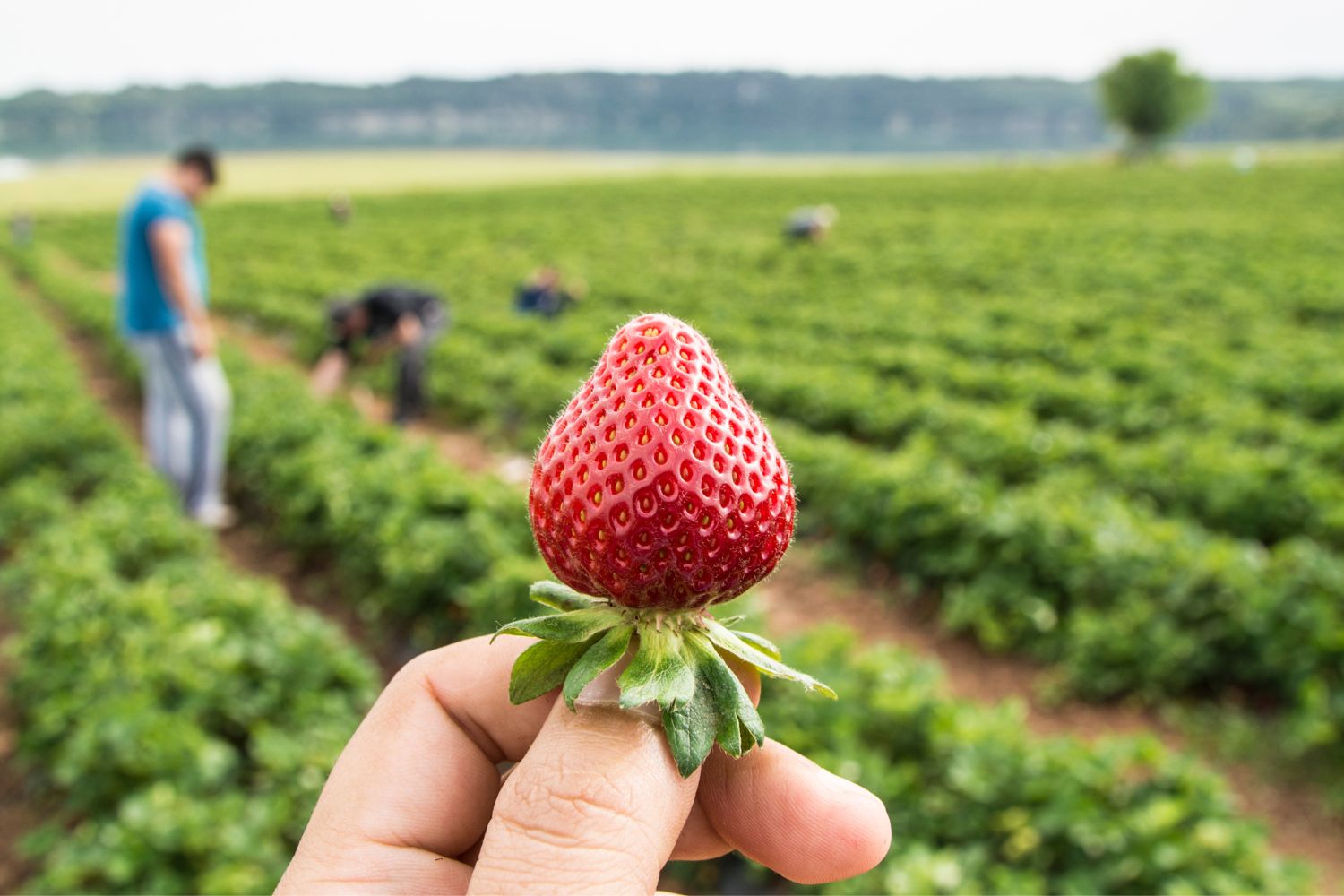 erdbeeren-02 Hand hält Erdbeere im Fokus, unscharfer Hintergrund zeigt Menschen bei der Ernte auf einem Erdbeerfeld.