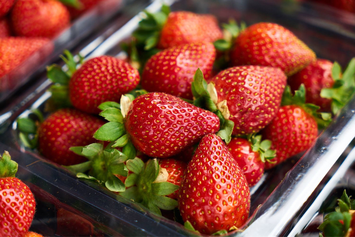 erdbeeren Frische Erdbeeren in einer Plastikschale, Nahaufnahme mit grünen Blättern.
