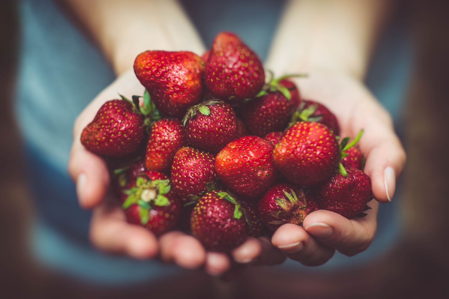 Hände halten eine Fülle roter Erdbeeren.