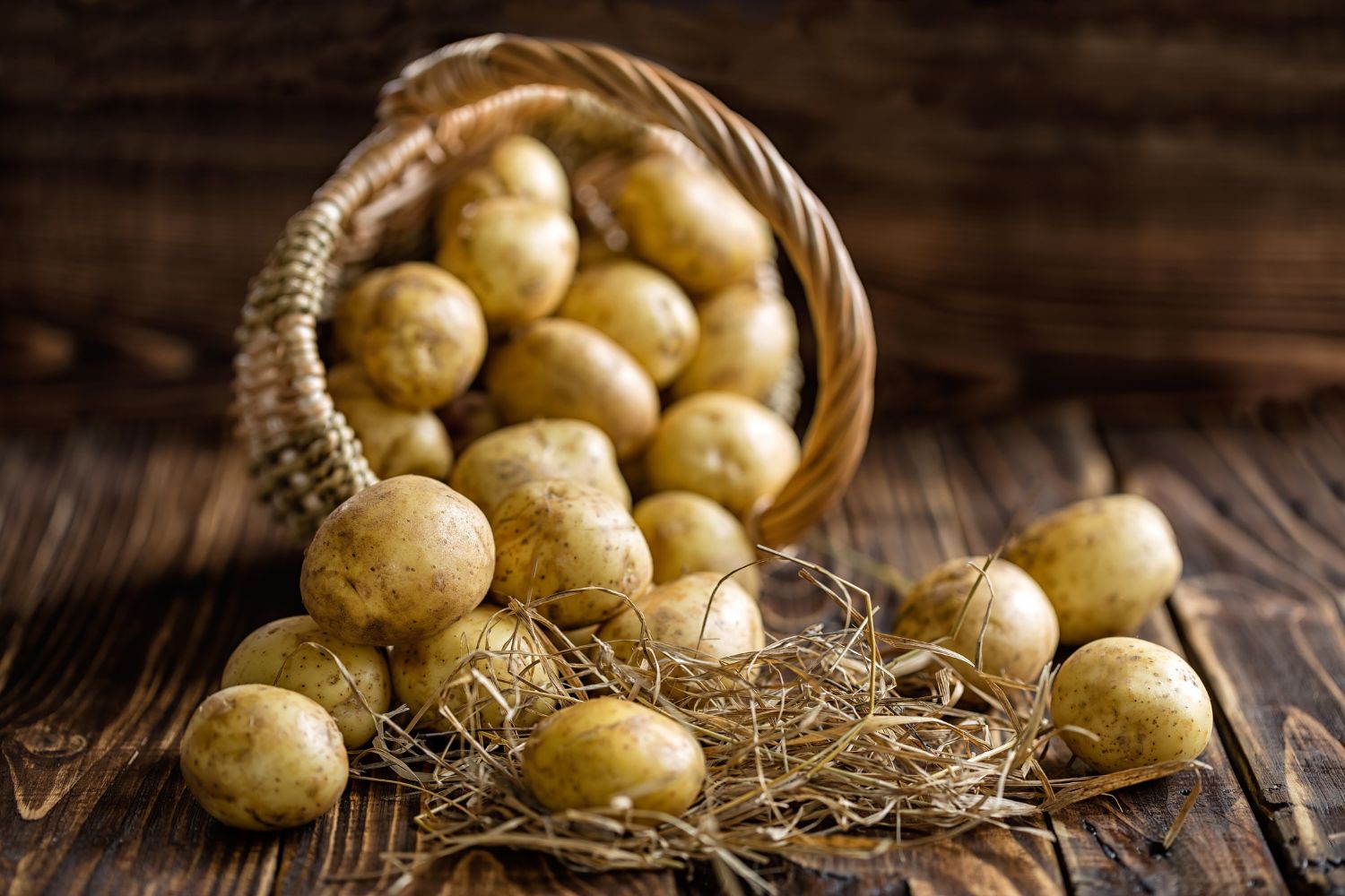 rohe-Kartoffeln Ein umgekippter Korb voller Kartoffeln auf Holzuntergrund mit Stroh verstreut.